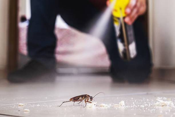 Best Flea Control Services  in Callahan, FL